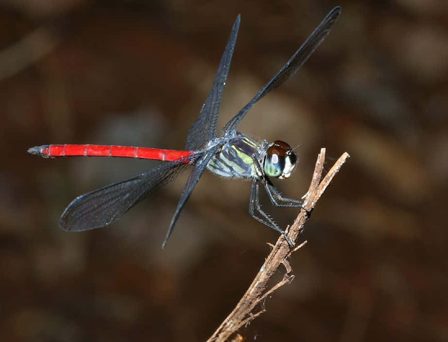 Stunning Red Dragonfly Close-up Wallpaper