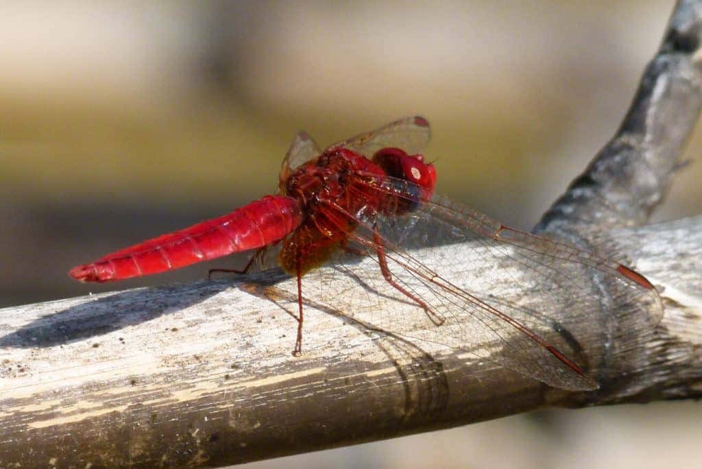 Stunning Red Dragonfly In Nature Wallpaper