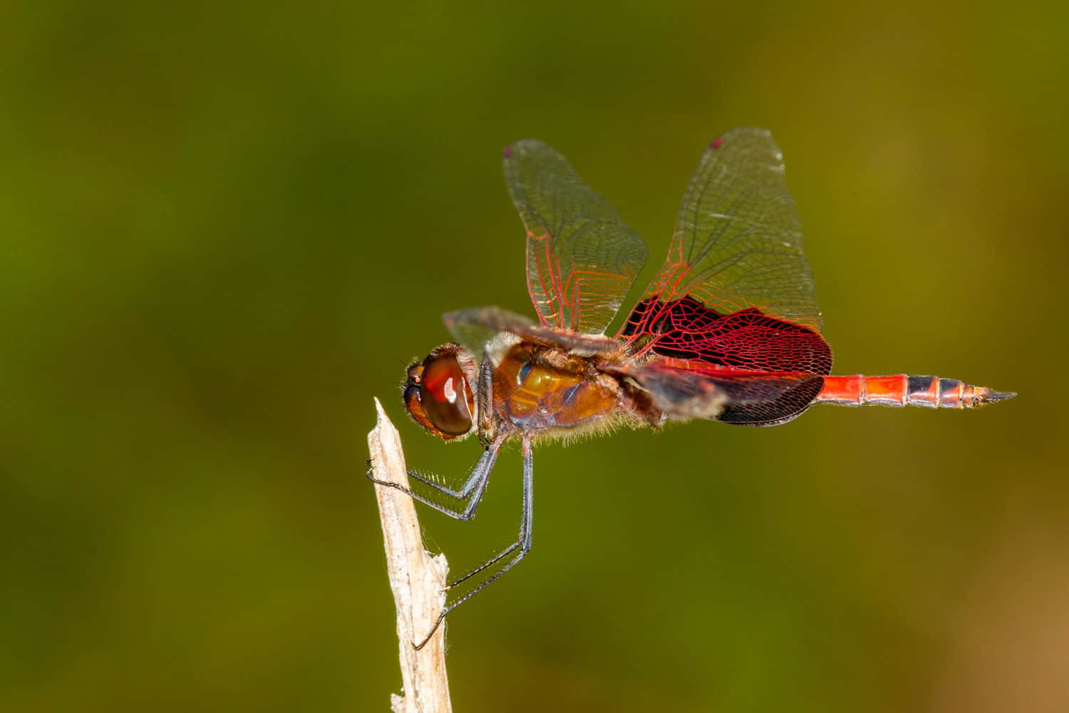 Stunning Red Dragonfly In Nature Wallpaper