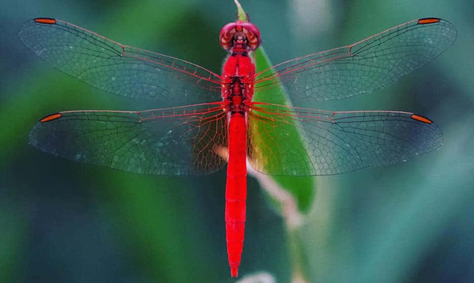 Stunning Red Dragonfly On A Branch Wallpaper