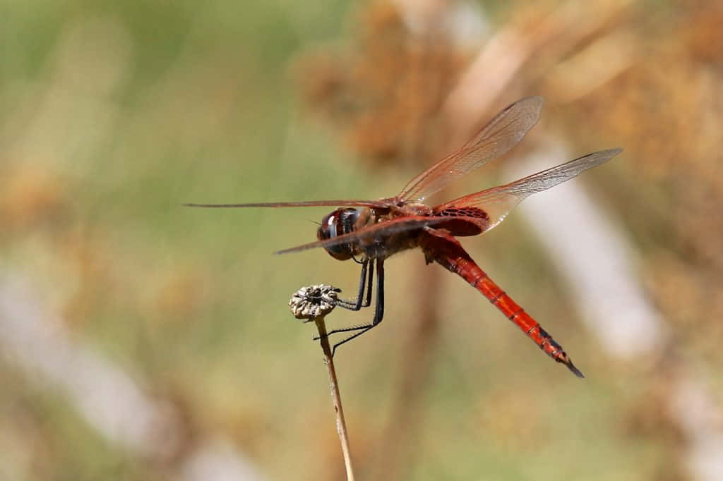 Stunning Red Dragonfly On A Branch Wallpaper