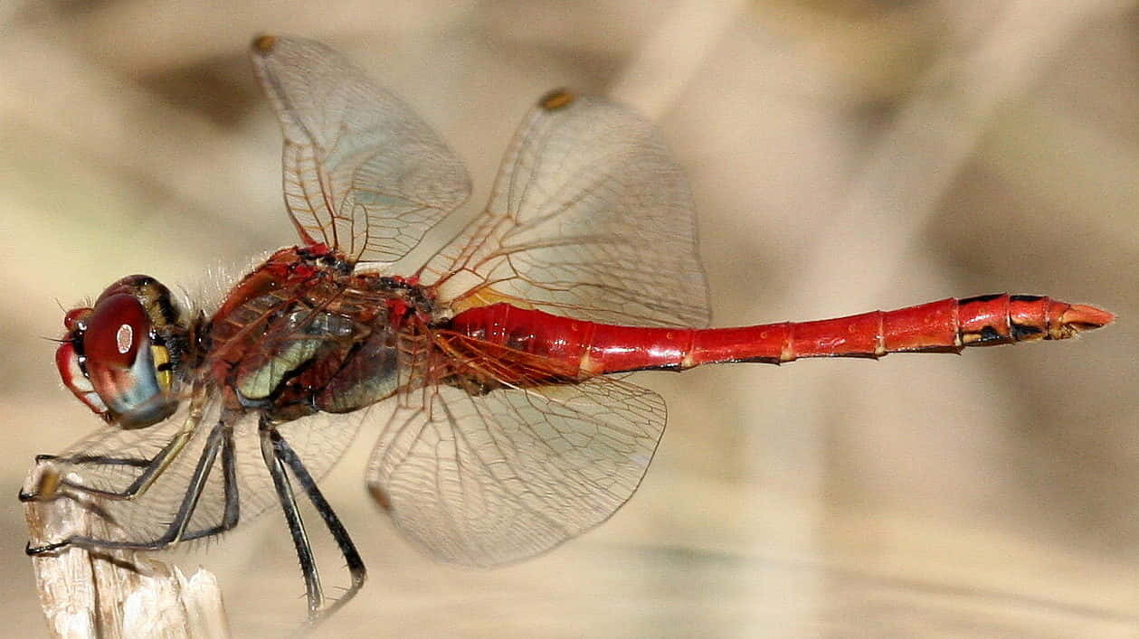 Stunning Red Dragonfly On A Branch Wallpaper