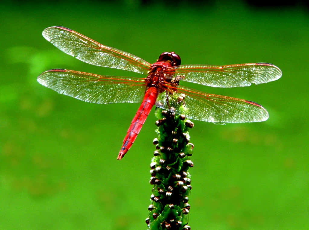 Stunning Red Dragonfly On A Branch Wallpaper