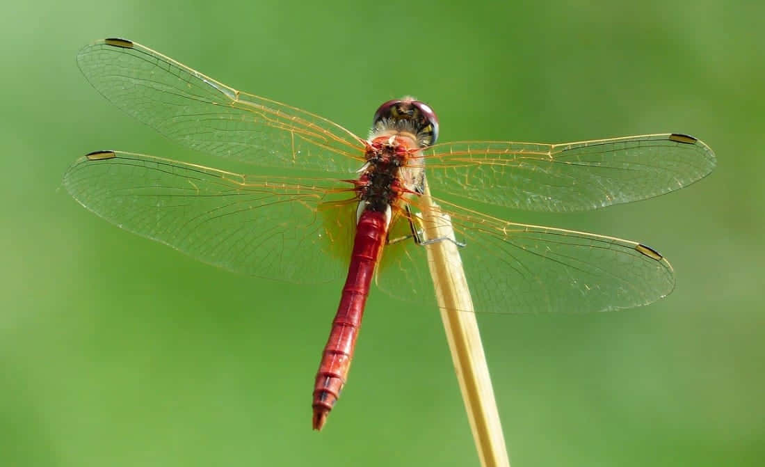 Stunning Red Dragonfly On A Twig Wallpaper