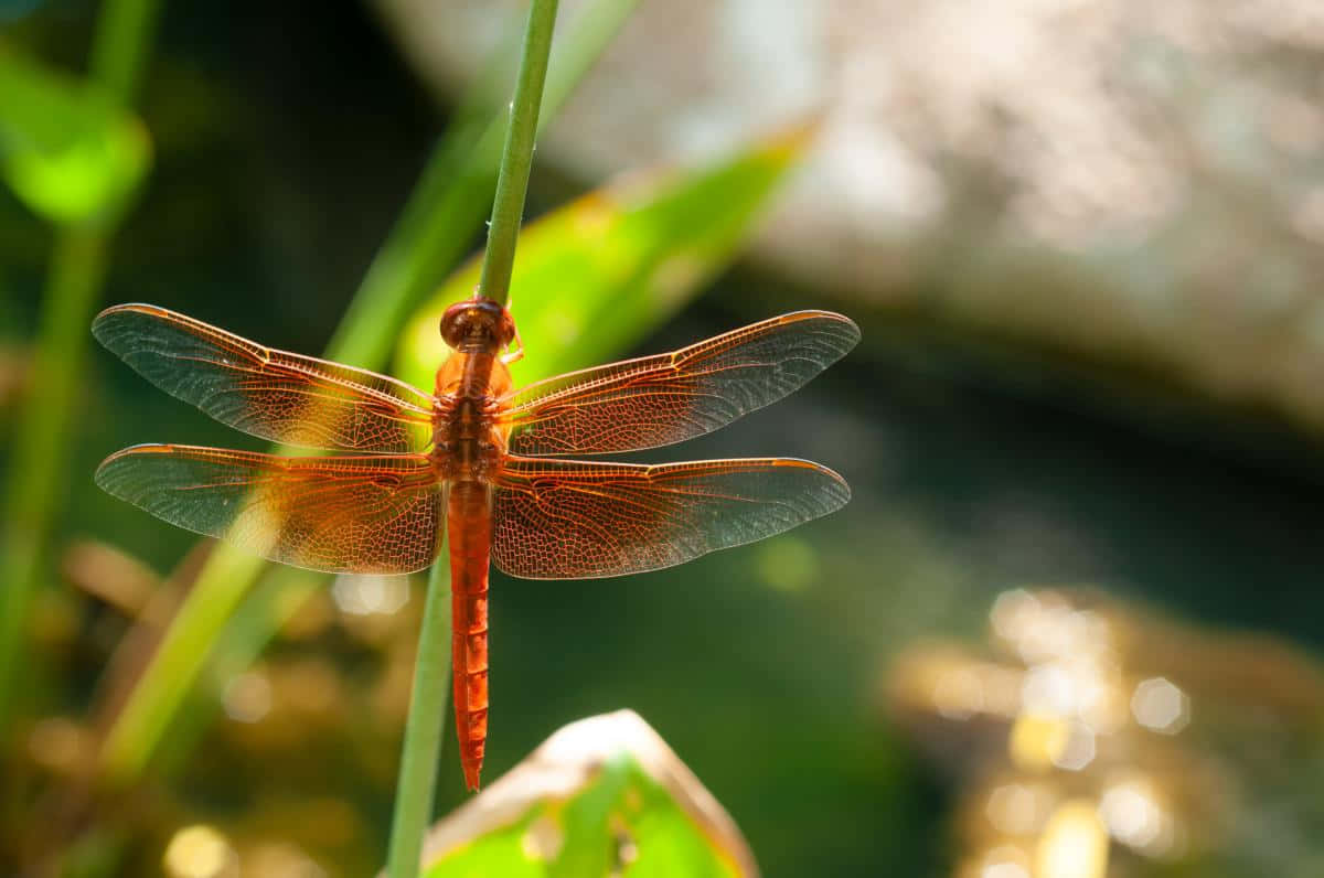 Stunning Red Dragonfly Perched On A Branch Wallpaper