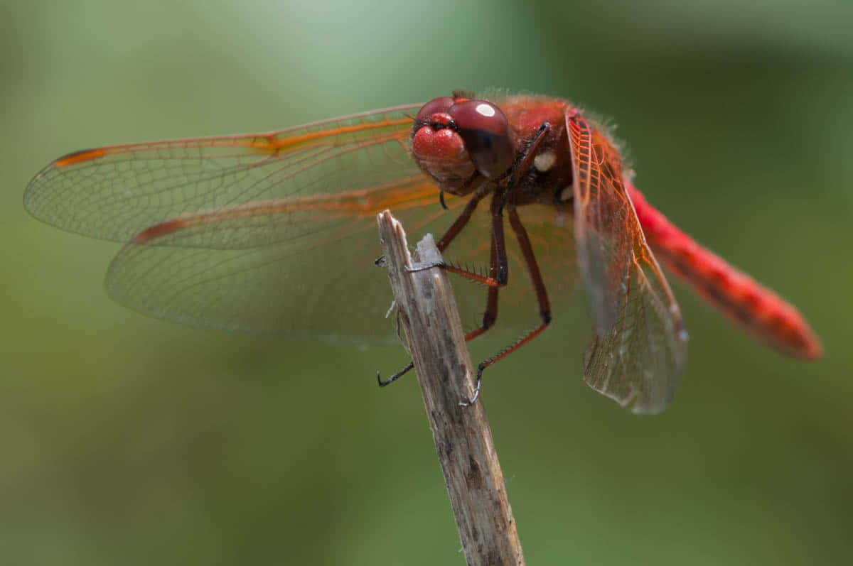 Stunning Red Dragonfly Perched On A Branch Wallpaper