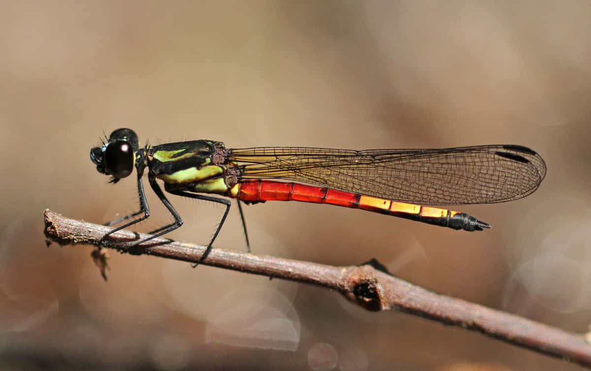 Stunning Red Dragonfly Perched On A Branch Wallpaper