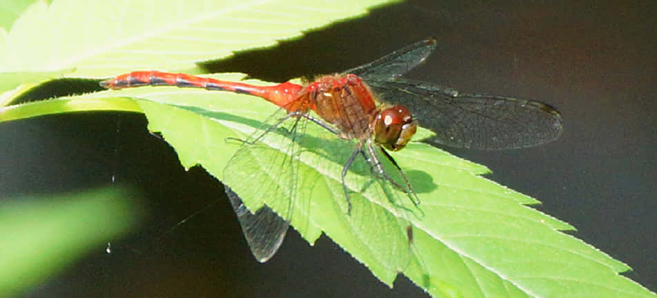 Stunning Red Dragonfly Perched On A Branch Wallpaper