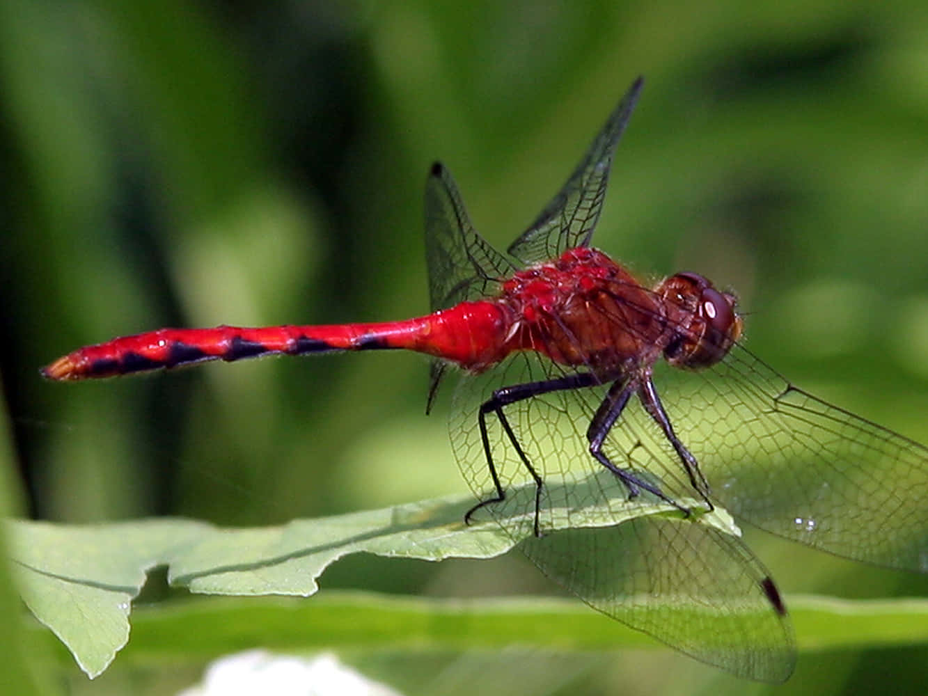 Stunning Red Dragonfly Perched On A Leaf Wallpaper