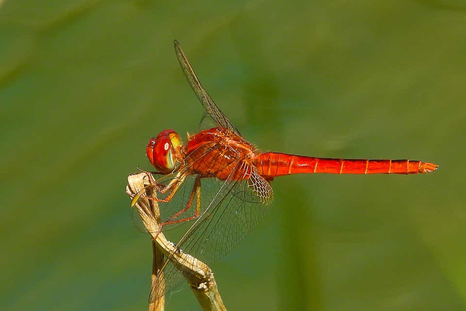 Stunning Red Dragonfly Perched On A Twig Wallpaper