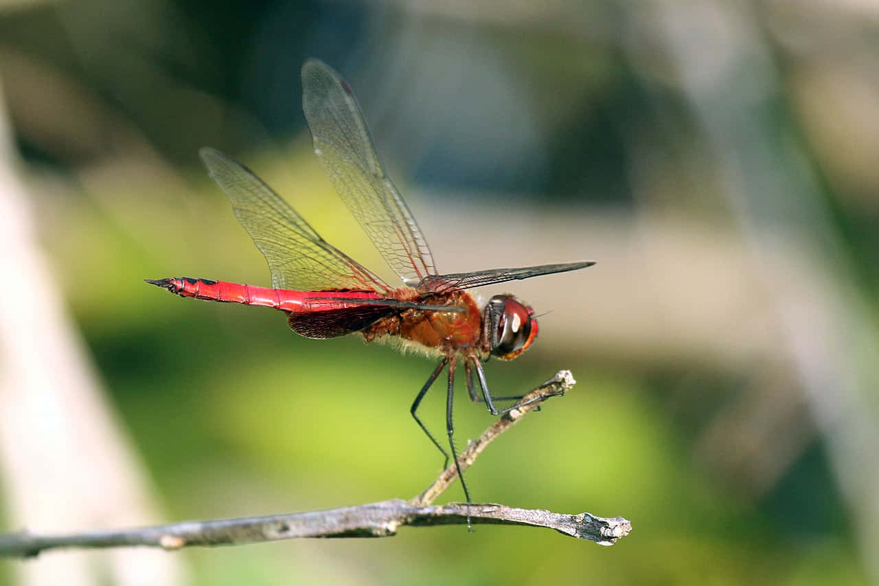 Stunning Red Dragonfly Perched On A Twig Wallpaper