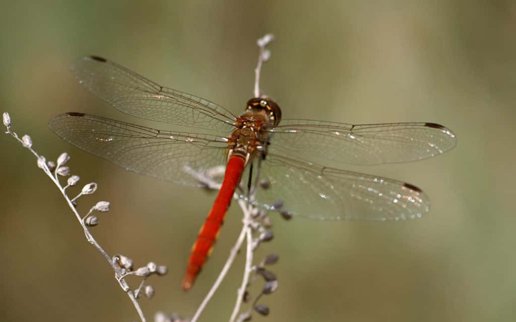 Stunning Red Dragonfly Perched On A Twig Wallpaper