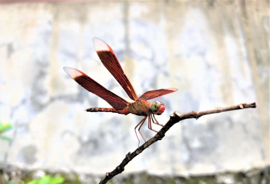 Stunning Red Dragonfly Resting On A Branch Wallpaper