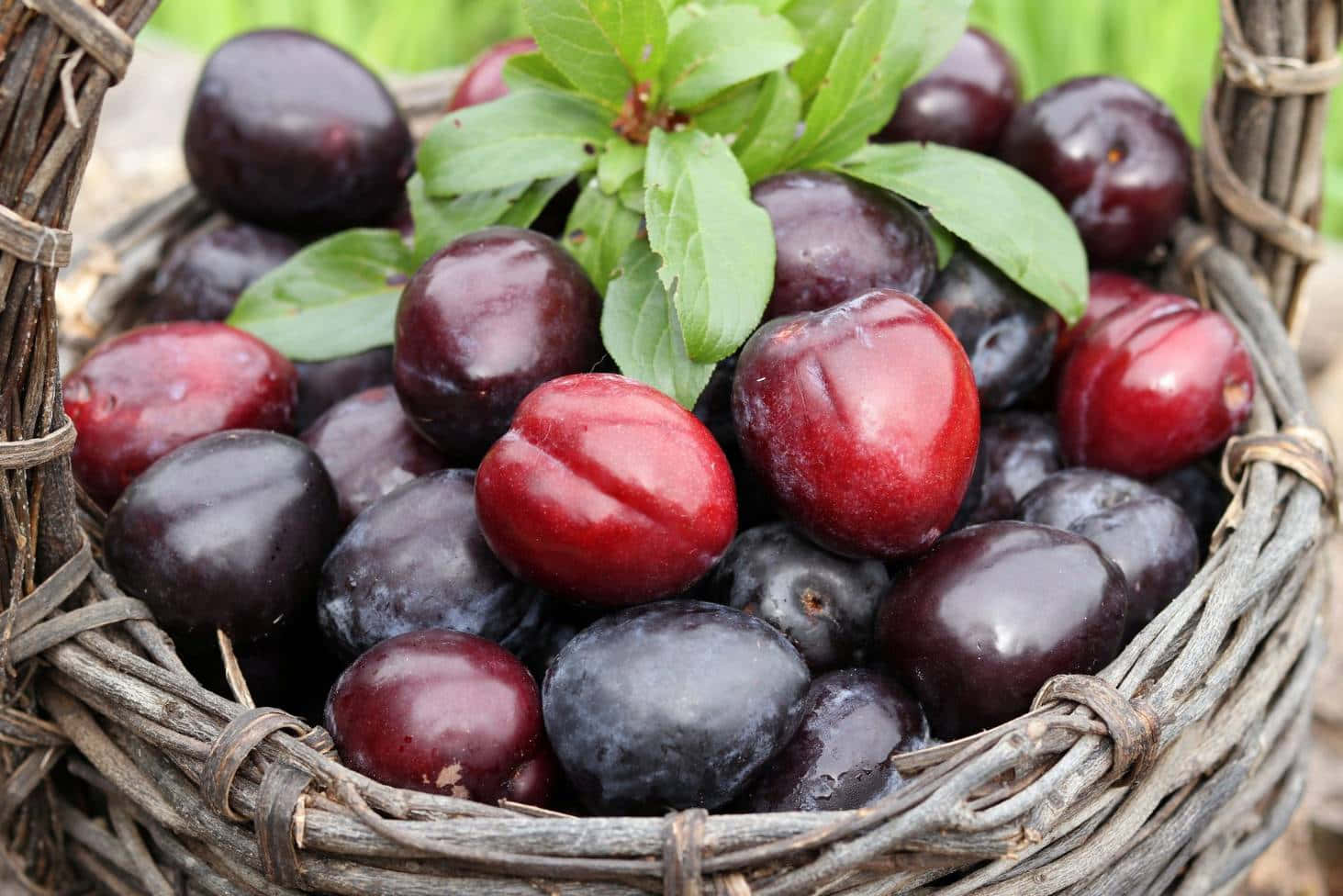 Stunning Red Plum Tree Wallpaper