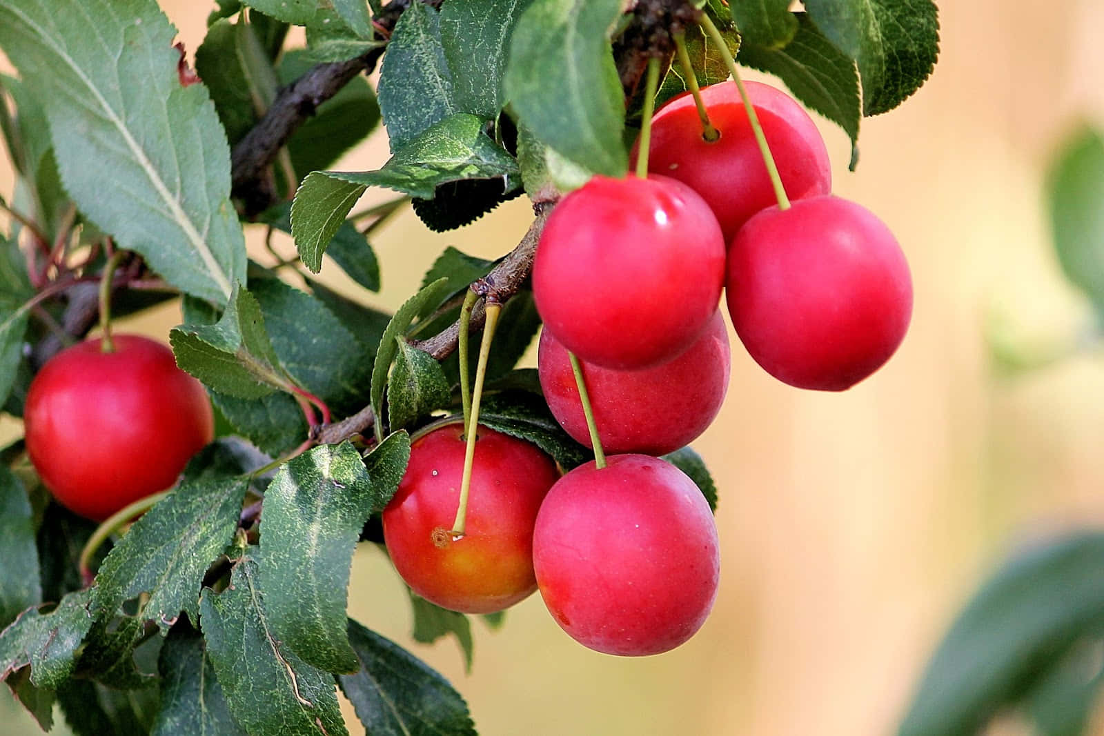 Stunning Red Plum Wallpaper Wallpaper