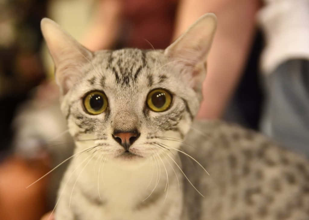 Stunning Silver Egyptian Mau Lounging On A Ledge Wallpaper