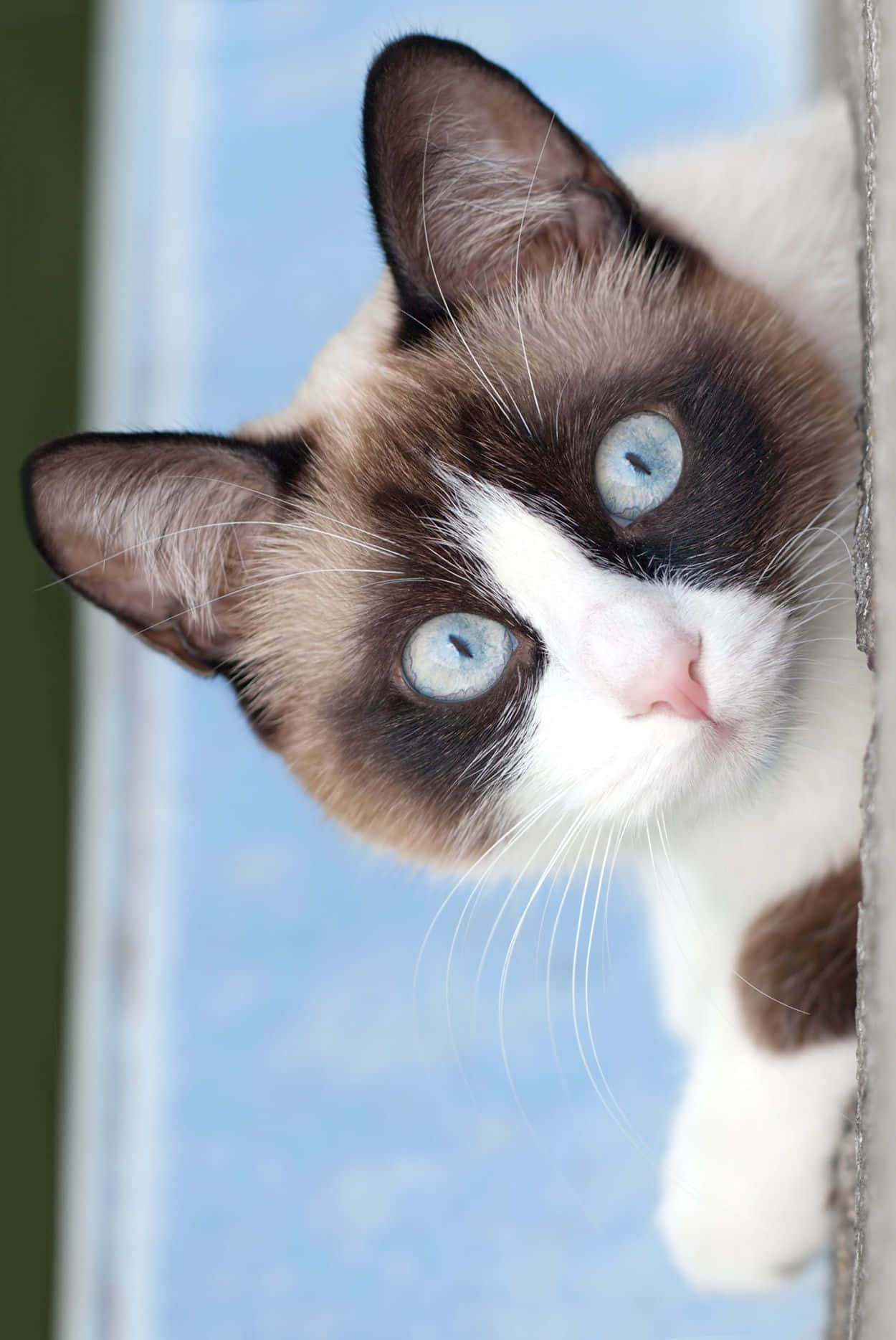 Stunning Snowshoe Cat Posing With Blue Eyes Wallpaper