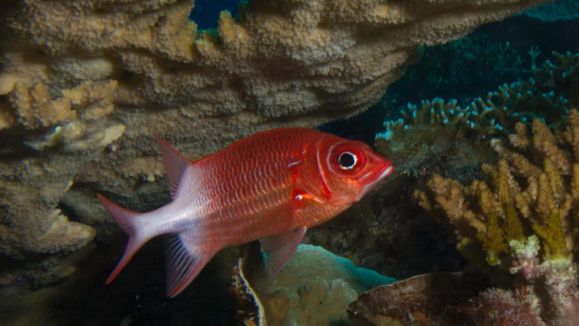 Stunning Squirrelfish In Its Underwater Habitat Wallpaper