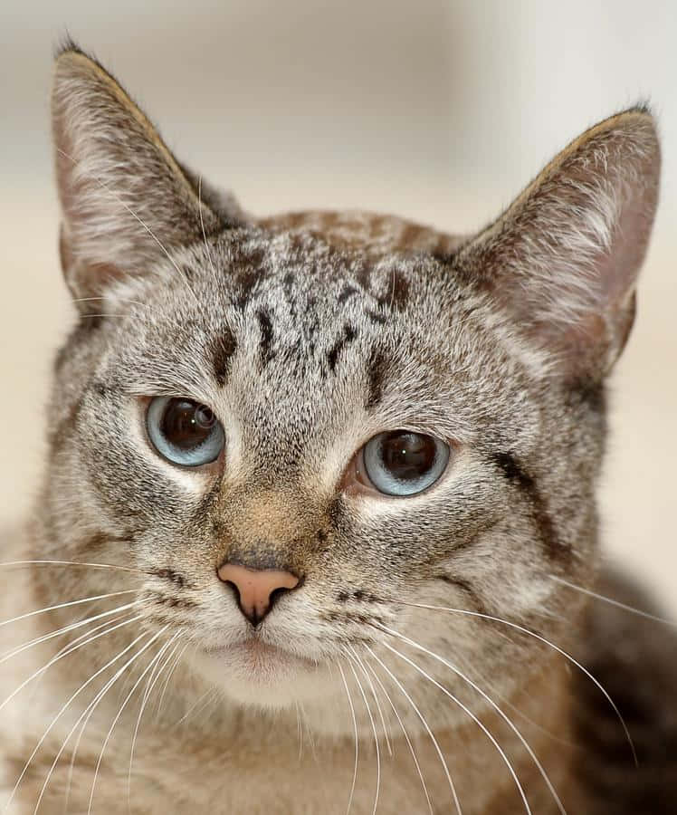 Stunning Thai Blue Cat With Captivating Eyes Wallpaper