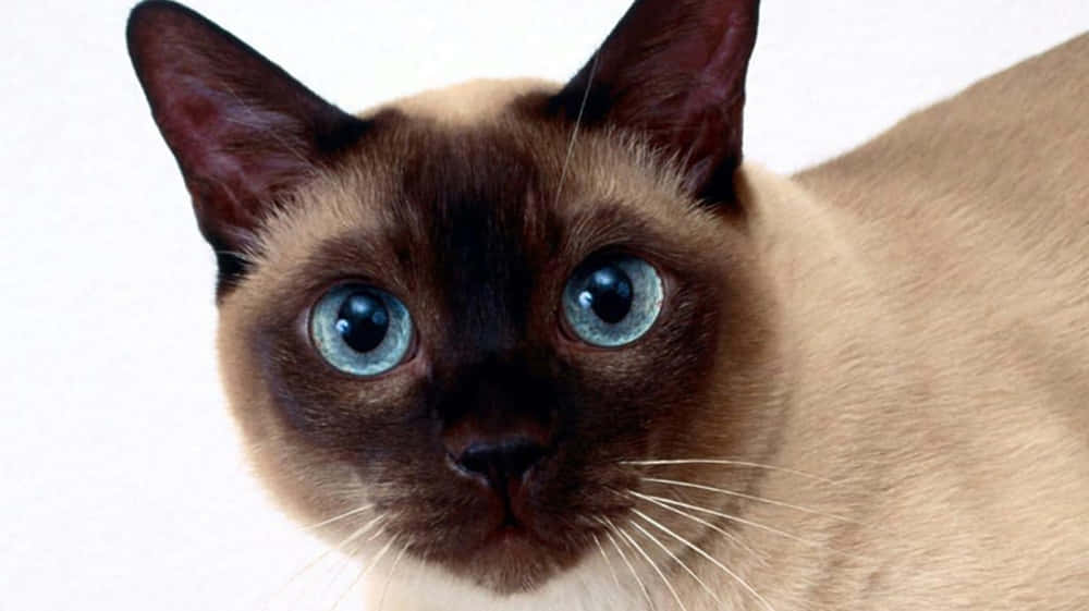 Stunning Tonkinese Cat Relaxing On A Wooden Surface Wallpaper