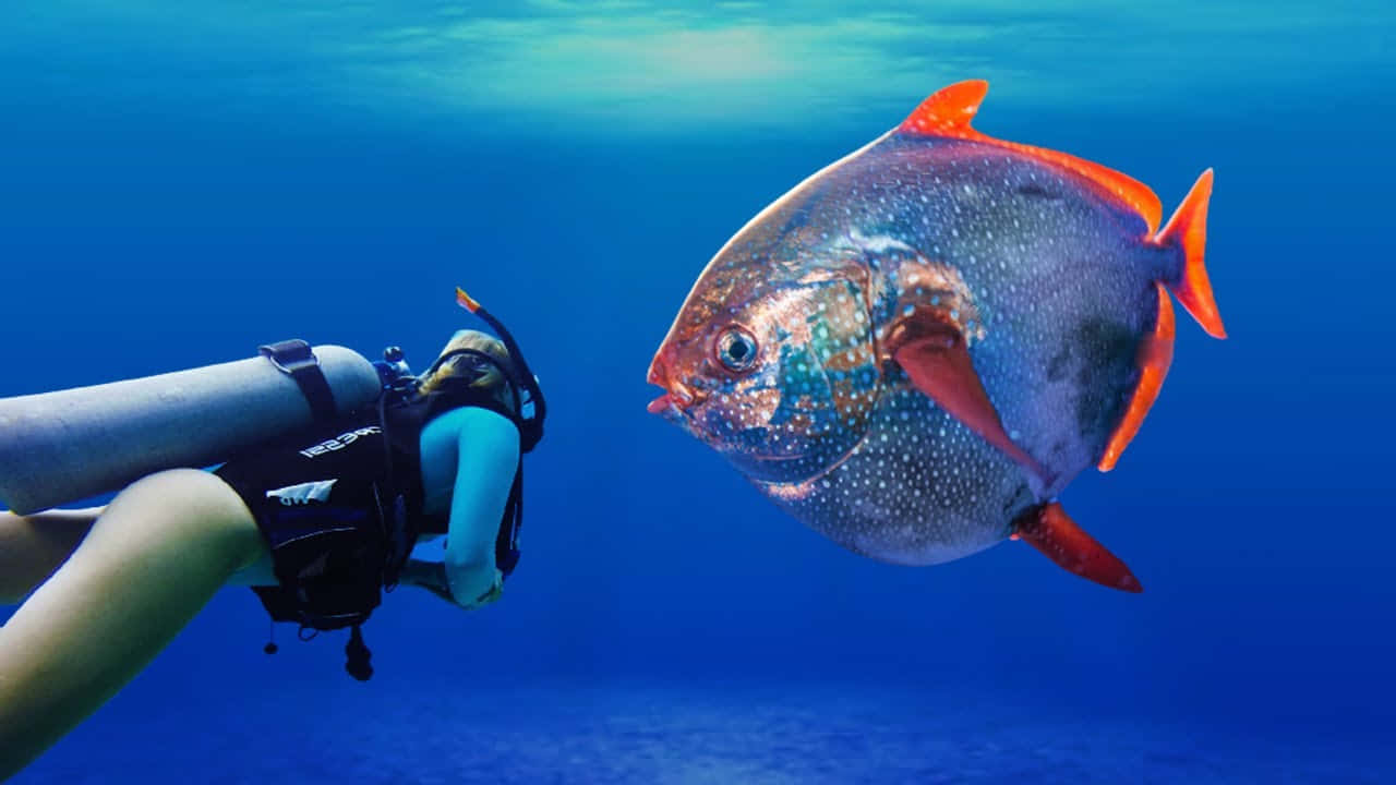 Stunning Underwater Portrait Of An Opah Fish Wallpaper