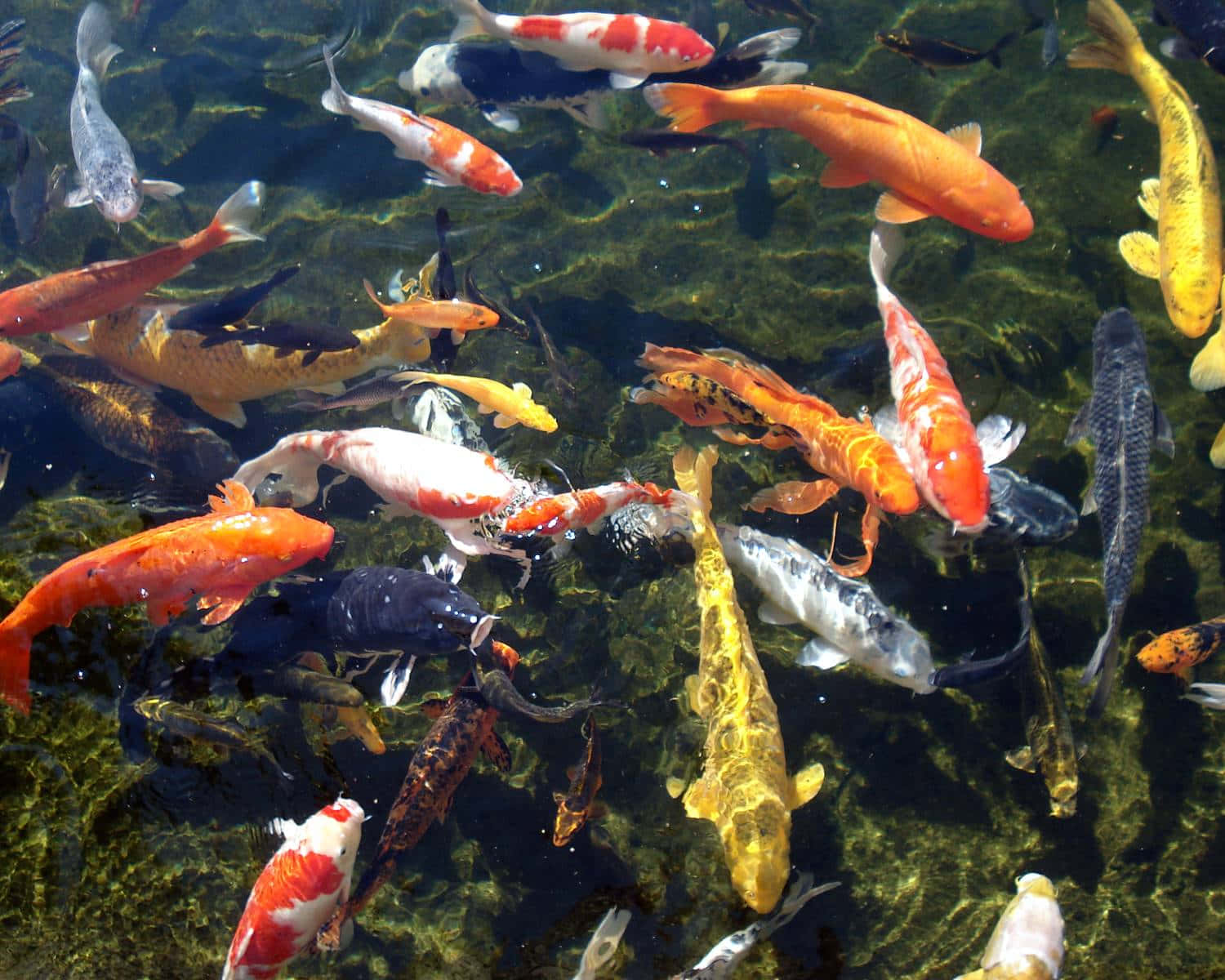 Stunning Underwater Scene Of Colorful 3d Fish In Their Natural Habitat Wallpaper