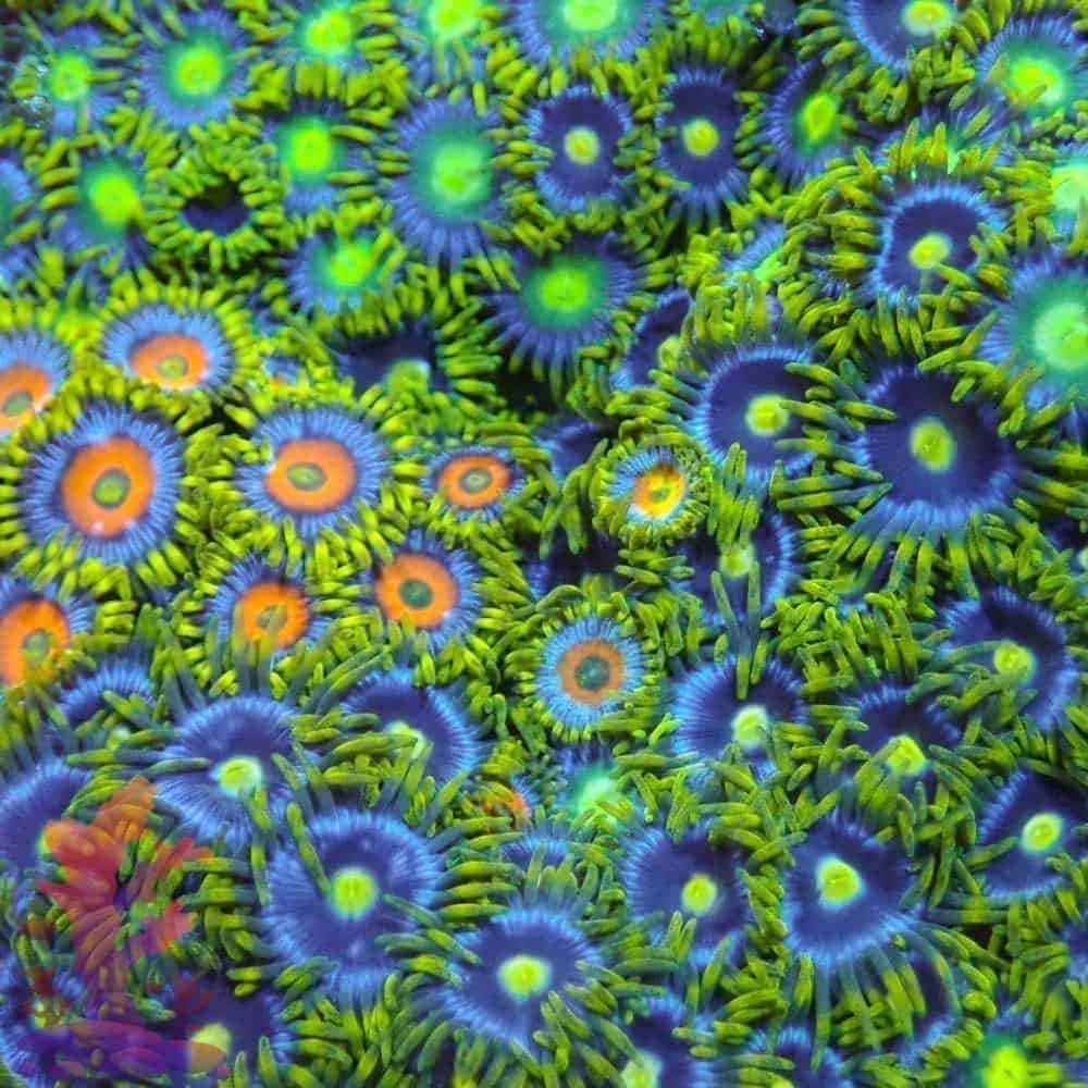 Stunning Underwater View Of Vibrant Zoanthids Wallpaper