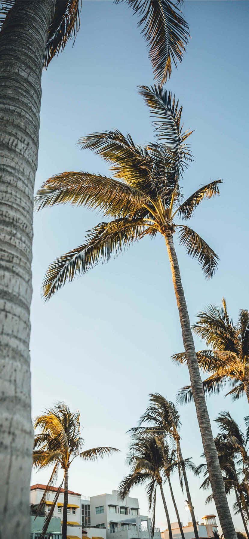 Stunning View Of The Miami Skyline From An Iphone Wallpaper