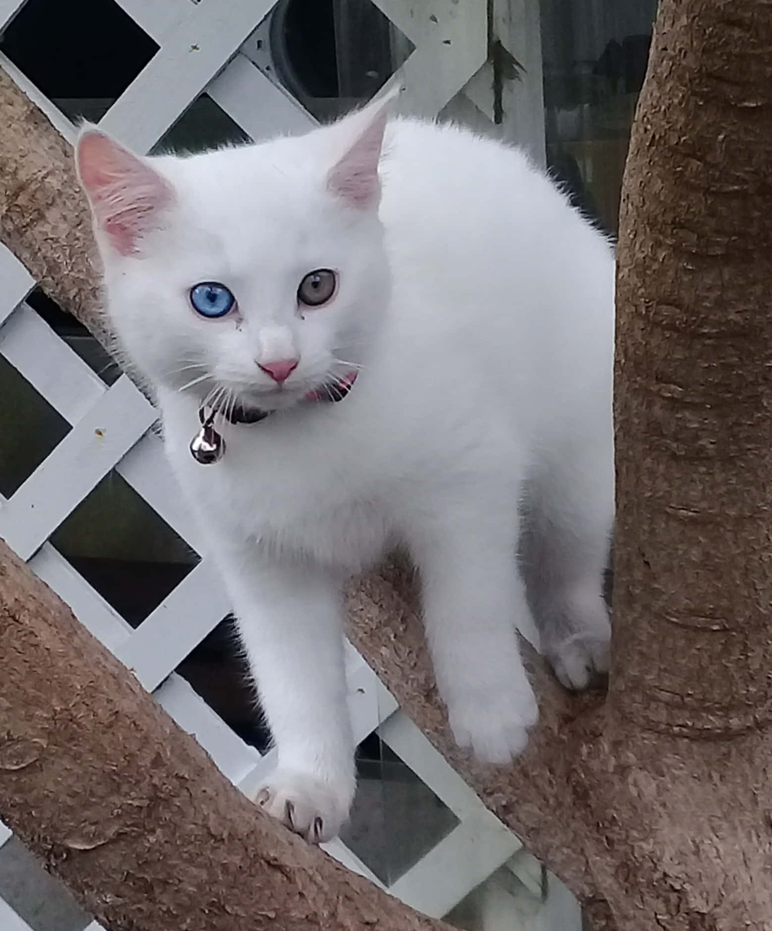 Stunning White Khao Manee Cat With Striking Blue And Yellow Eyes Wallpaper