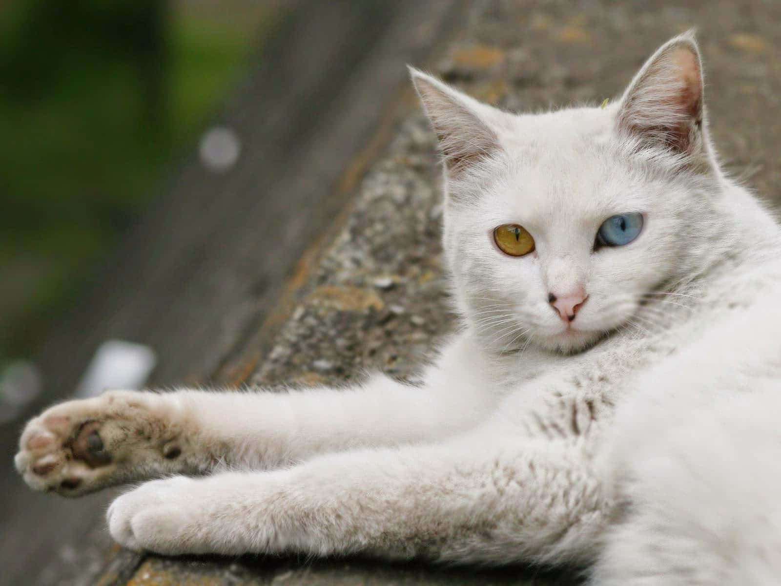 Stunning White Turkish Angora Cat Wallpaper