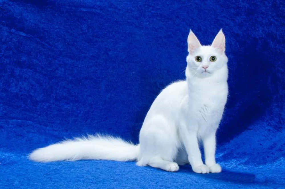 Stunning White Turkish Angora Cat Relaxing On A Branch Wallpaper