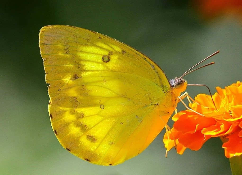 Stunning Yellow Butterfly In Nature Wallpaper