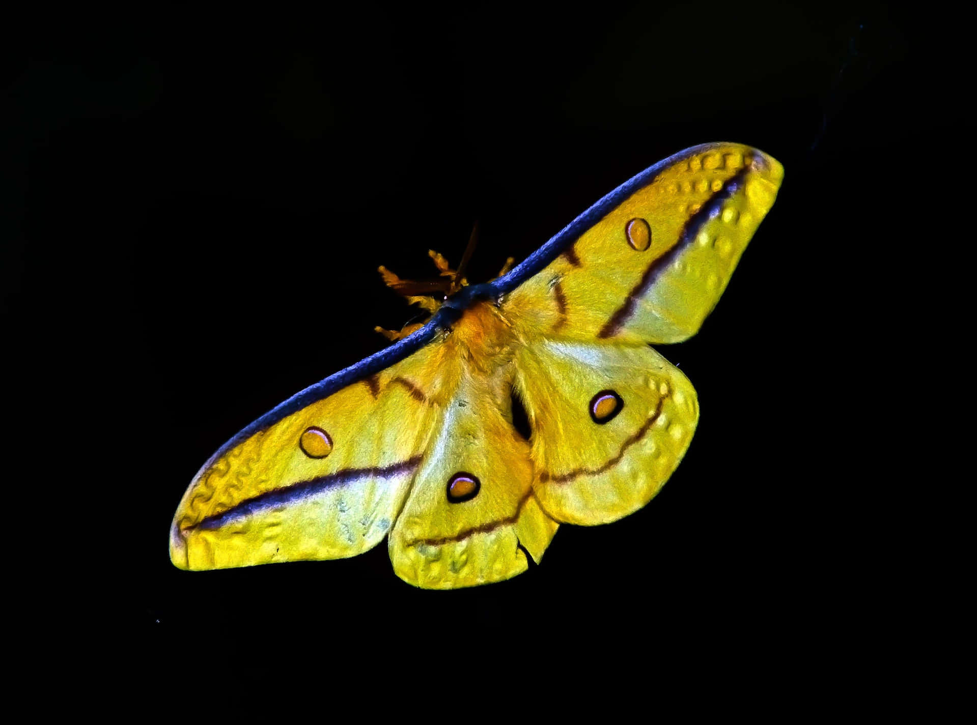 Stunning Yellow Butterfly In Nature Wallpaper