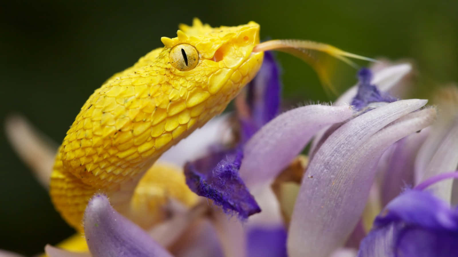 Stunning Yellow Snake On A Branch Wallpaper