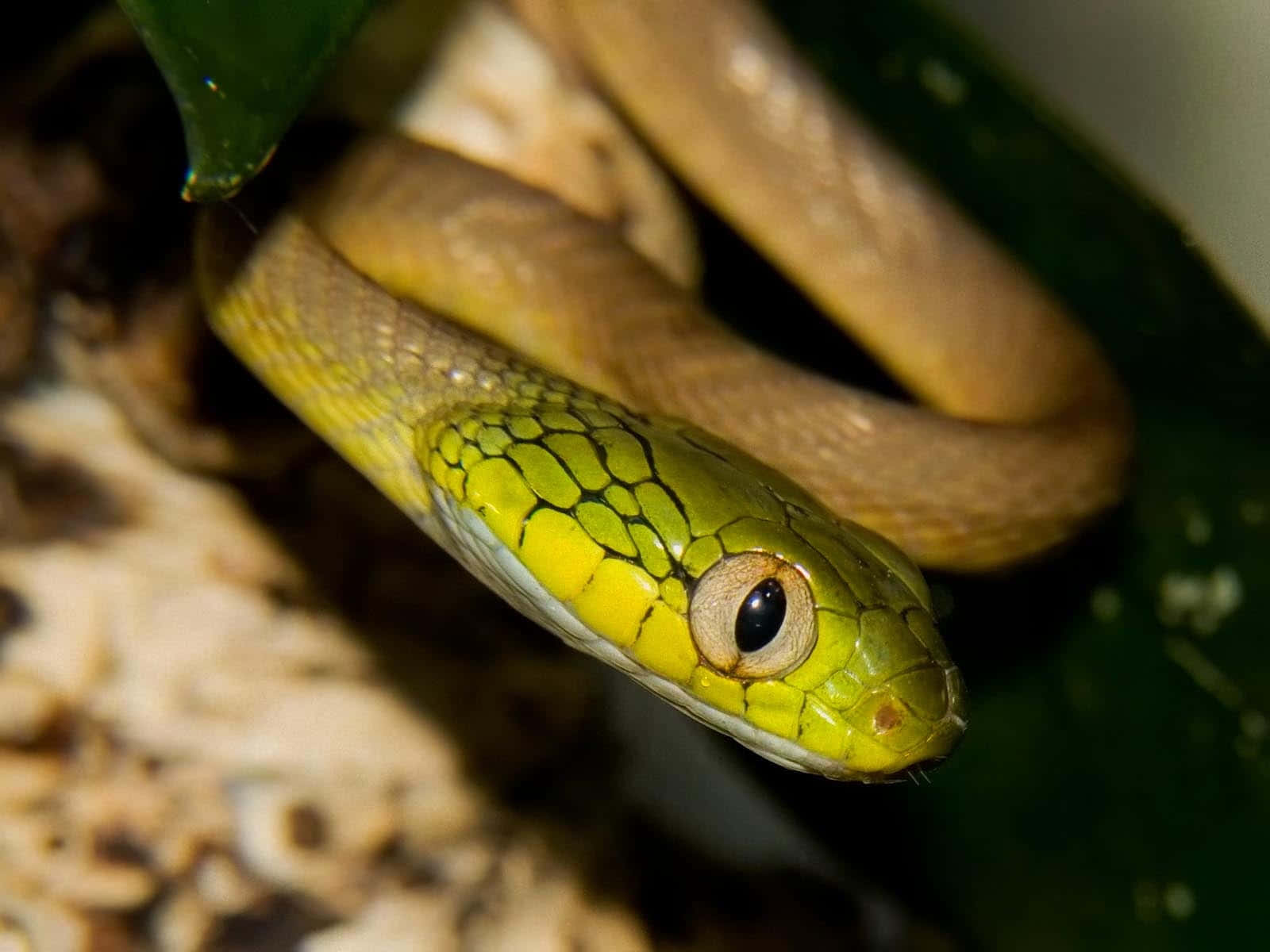 Stunning Yellow Snake Wallpaper Wallpaper