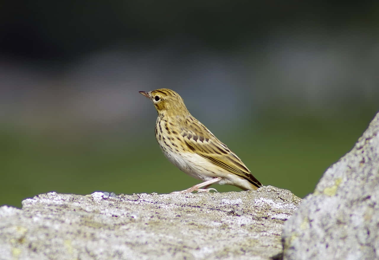 Stunning Yellowhammer Bird On A Branch Wallpaper