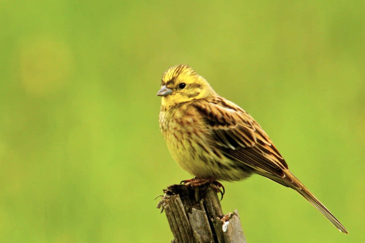 Stunning Yellowhammer Bird Perched On A Branch Wallpaper