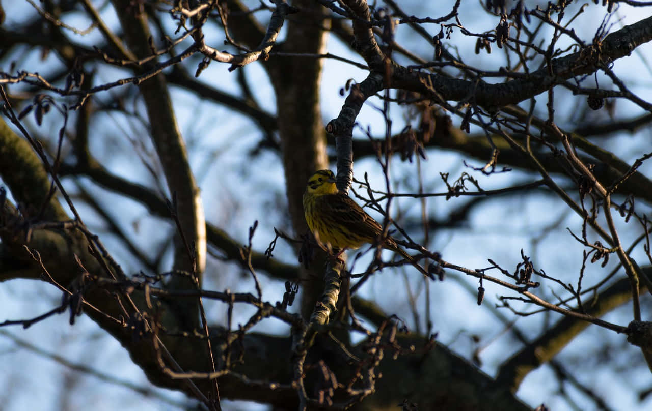 Stunning Yellowhammer Bird Perched On A Branch Wallpaper