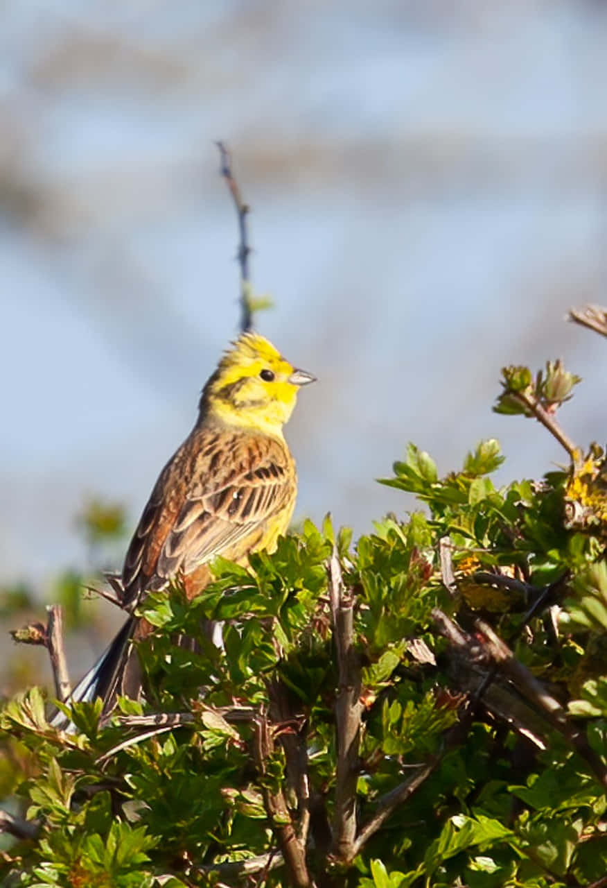 Stunning Yellowhammer Perched On A Branch Wallpaper