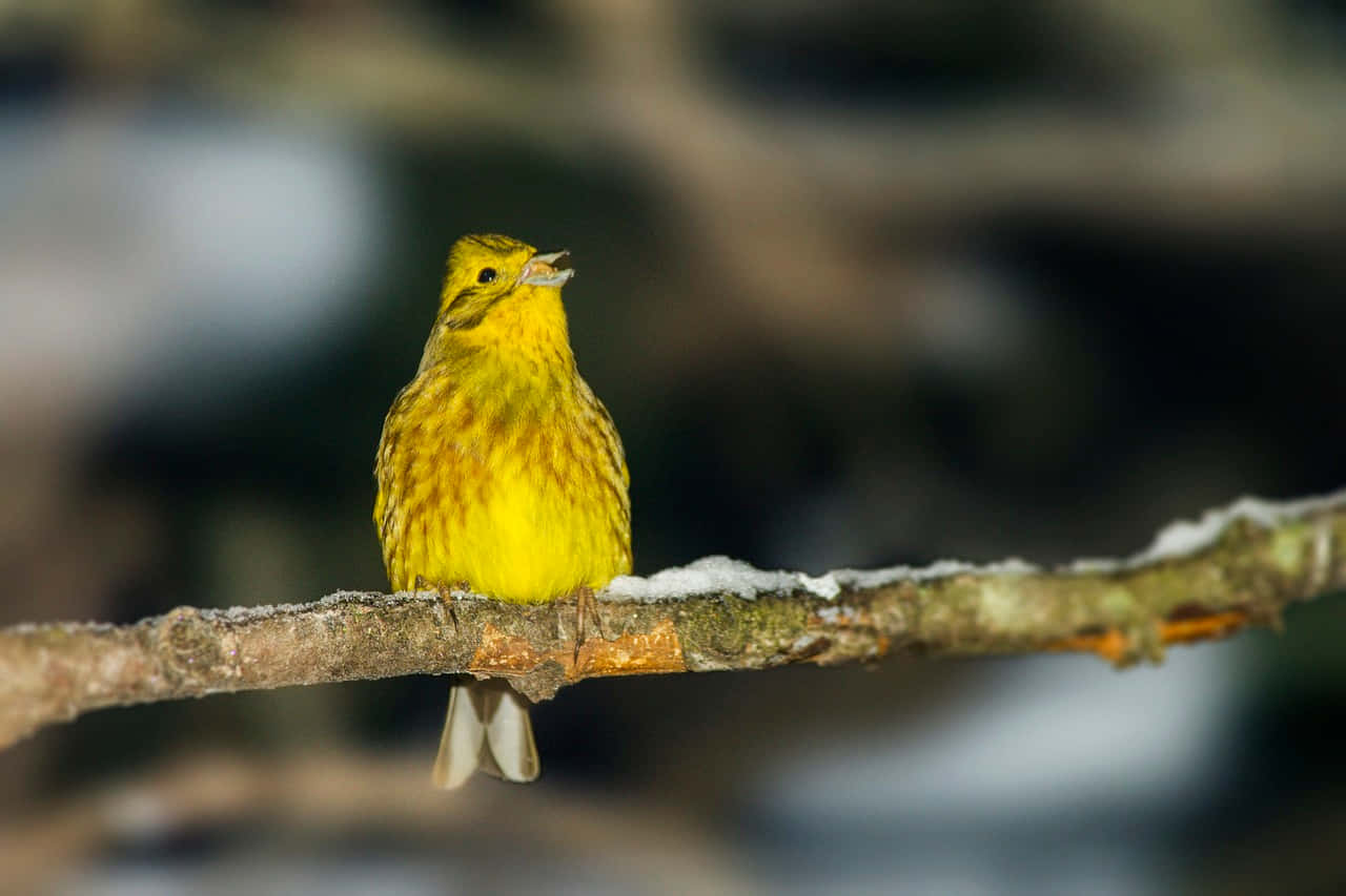 Stunning Yellowhammer Perched On A Branch Wallpaper