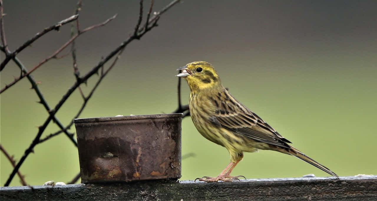 Stunning Yellowhammer Perched On A Branch Wallpaper