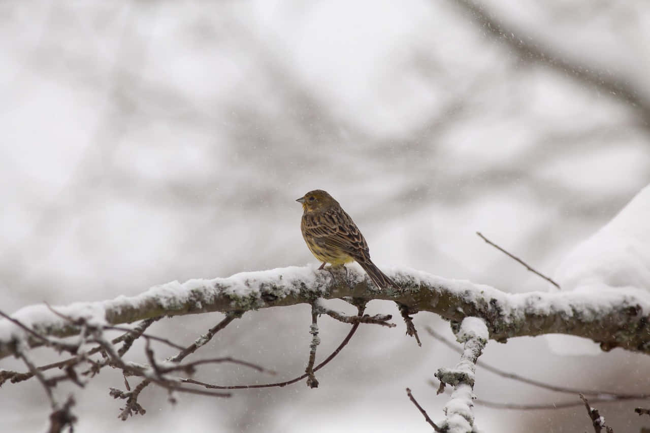 Stunning Yellowhammer Perched On A Branch Wallpaper