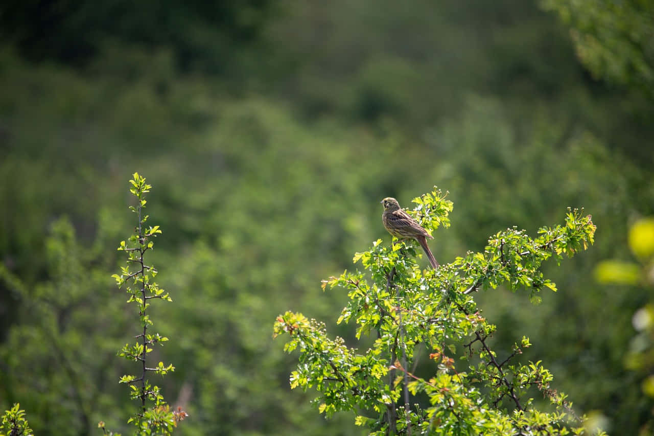 Stunning Yellowhammer Perched On A Branch Wallpaper