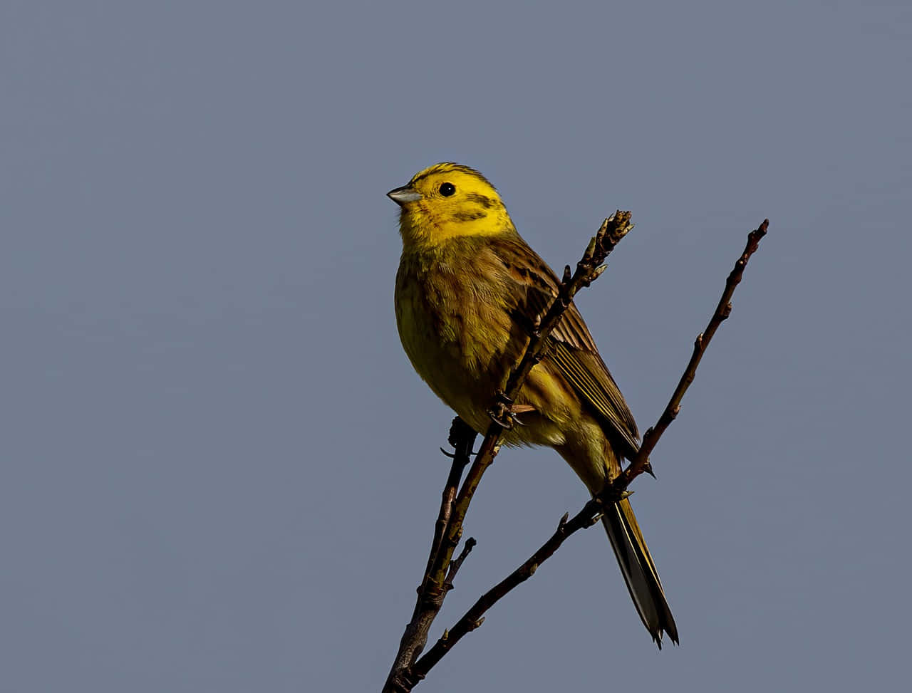 Stunning Yellowhammer Perched On A Branch Wallpaper