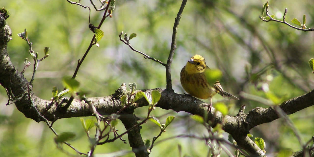 Stunning Yellowhammer Perched On A Branch Wallpaper