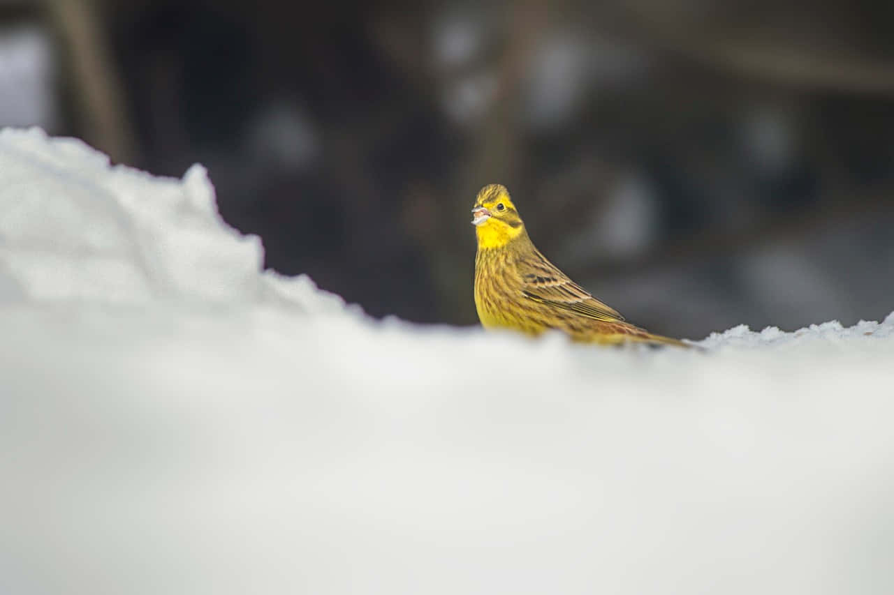 Stunning Yellowhammer Perched On A Branch Wallpaper