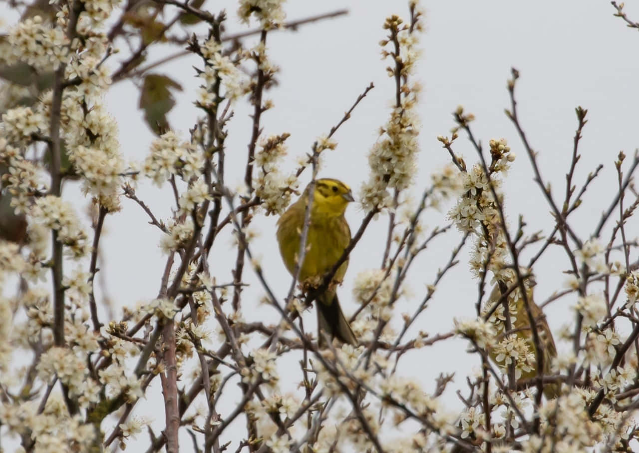 Stunning Yellowhammer Perched On A Tree Branch Wallpaper