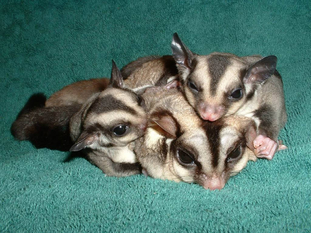 Sugar Glider Family Wallpaper