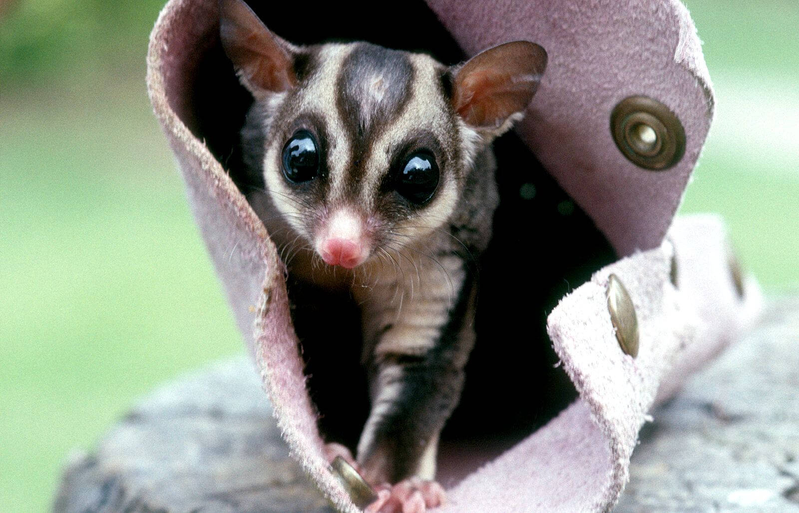 Sugar Glider In Bag Wallpaper