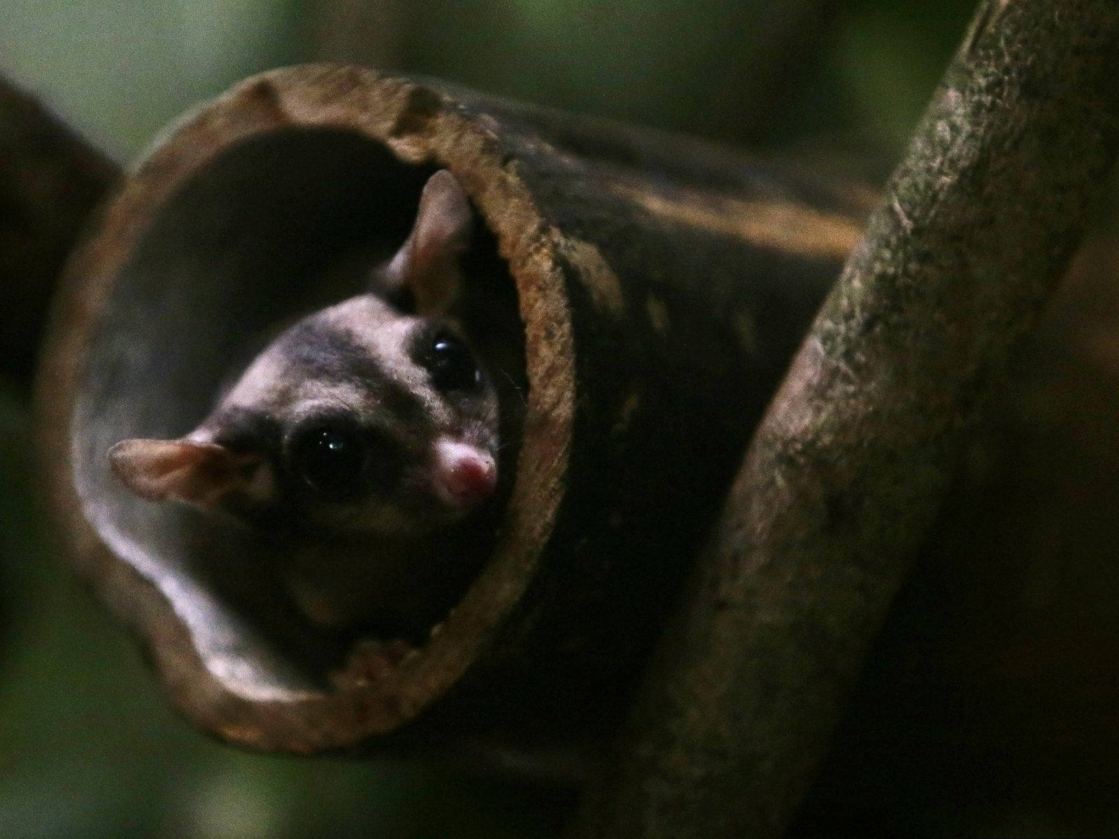 Sugar Glider In Trunk Wallpaper